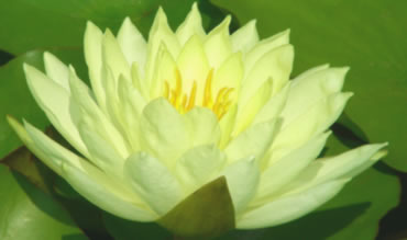 Yellow Water Lily