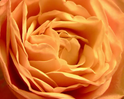 Orange rose used to show the img tag's border attribute